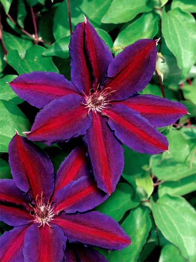 clematis flower seeds Green River Purple Red Clematis Seeds