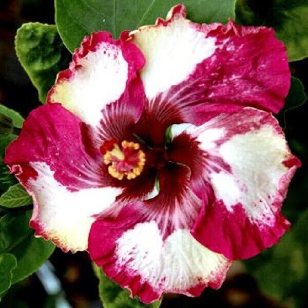 Green River 20 Red White Hibiscus Seeds - Premium Perennial Flower Seeds Pack for Tropical & Pollinator Gardens, Hardy Outdoor Seeds for Full Sun & Well-Drained Soil, Vibrant Garden Blooms Attracting Butterflies & Hummingbirds