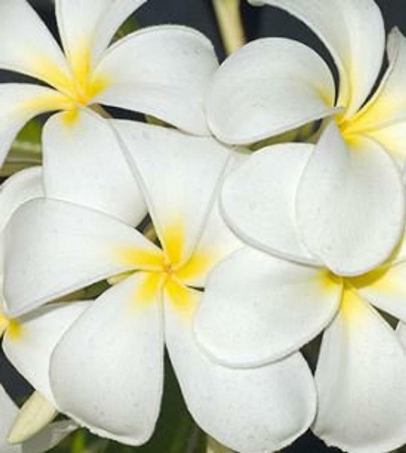 hawaii flower seeds Green River 5 Obtusa Isabella Plumeria Seeds