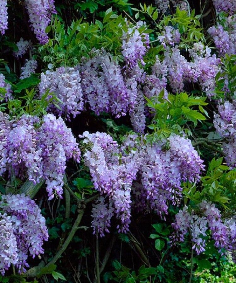 purple wisteria flower seeds Green River 5 Dark Purple Chinese Wisteria Seeds