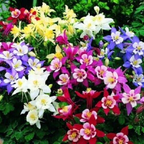 50 Aquilegia Columbine Seeds Flower Perennial Flowers Seed Bloom 147 US SELLER