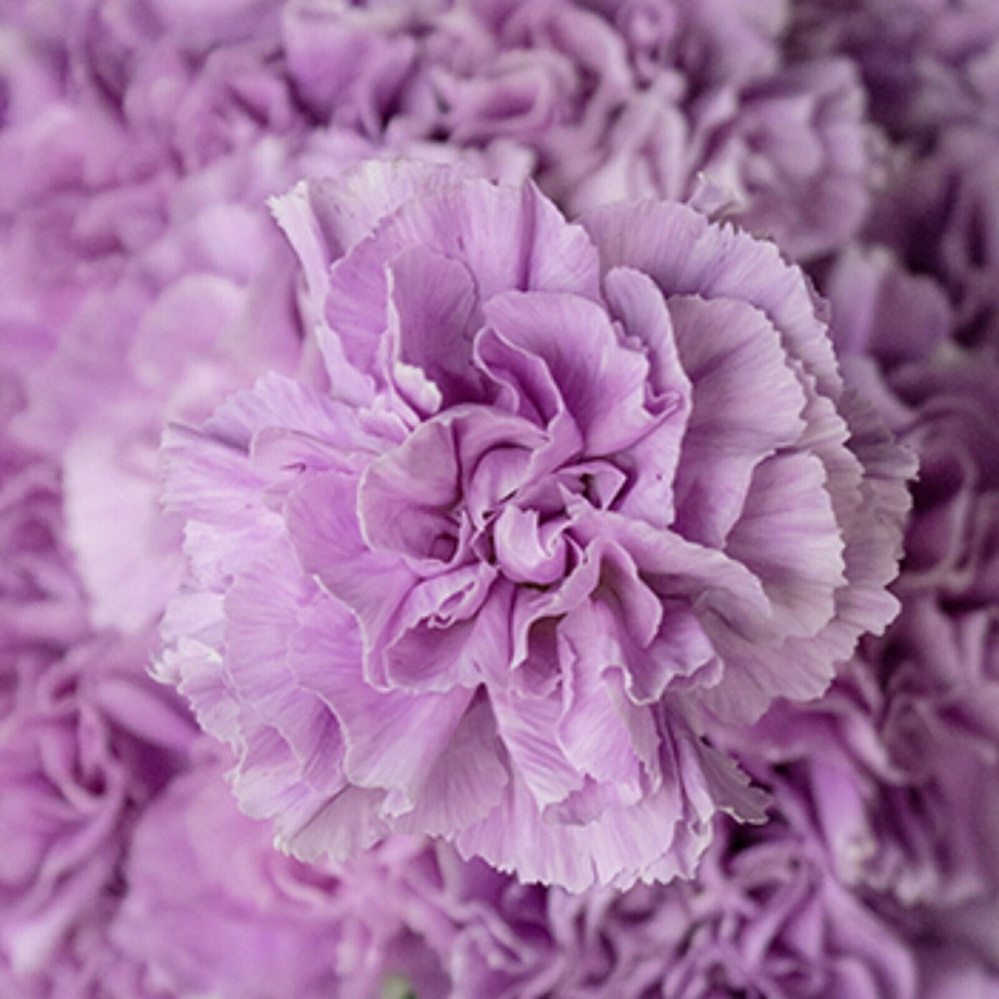 Green River 100 Lavender Carnation Seeds- Premium Flower Seeds for Planting Borders, Bouquets & Cottage Gardens | Ruffled Fragrant Carnation Flower Seeds | Fancy Carnation Seeds | Perennial Blooms for Pollinator & Cut Flower Gardens