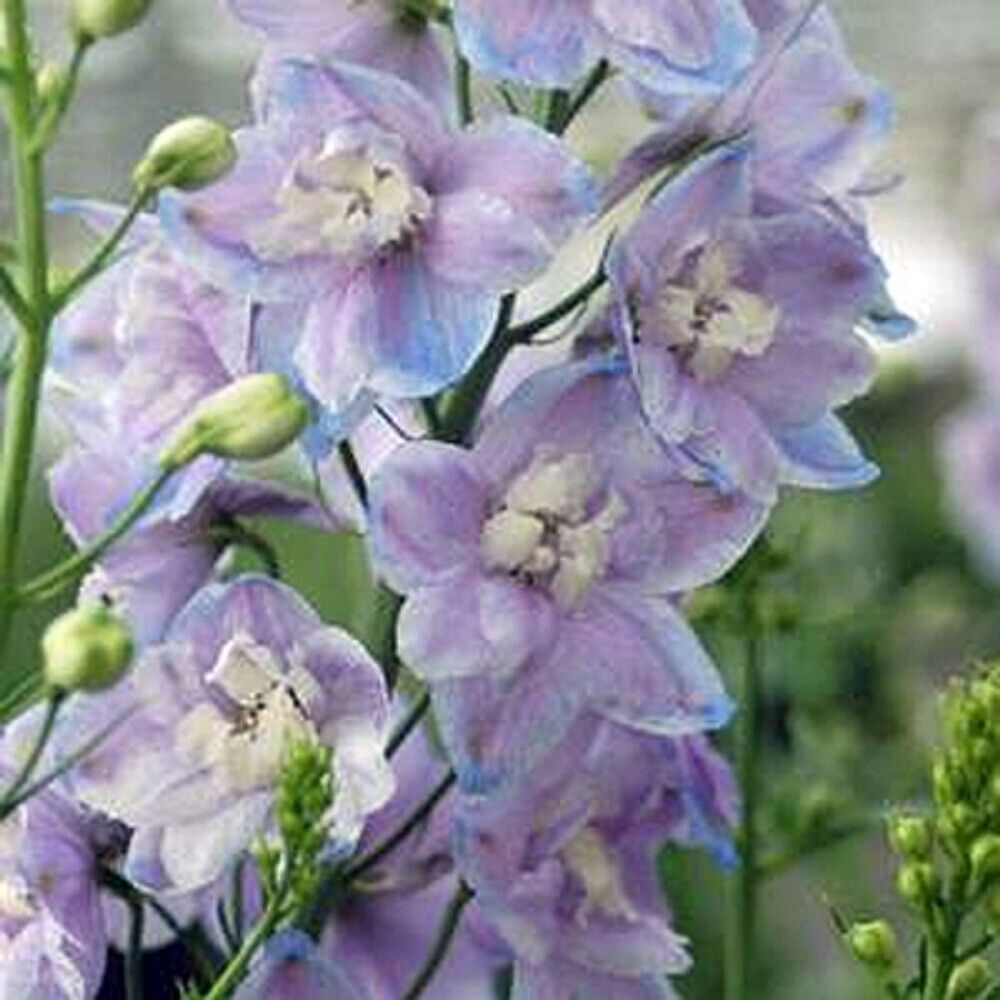 Green River 50 Lavendar Delphinium Seeds - Flower Seed Pack, Perennial Delphinium Flower Seeds, Tall Spikes for Borders, Premium Garden Plant Seeds for Planting