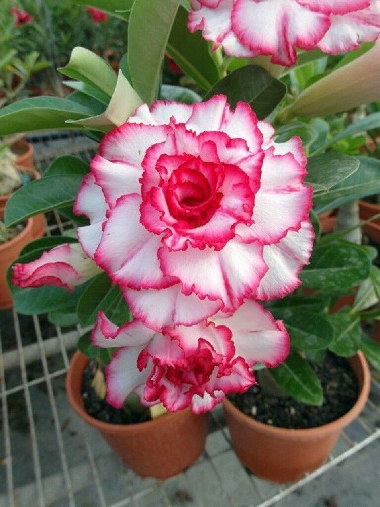 rare desert rose seeds Green River 4 Double Red White Desert Rose Seeds