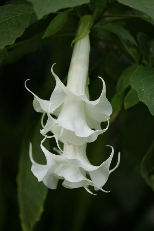 Green River Seeds 10 Triple White Angel Trumpet Seeds - Premium Brugmansia Flowers for Pots Patios & Cottage Gardens - Fast Growing Exotic Scented Blooms for Full Sun Zones