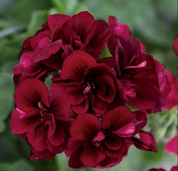 Green River 10 Dark Burgundy Geranium Seeds - Decor Decoratives for Garden & Container Gardening & Balcony Decor - Long Blooming, Pollinator Friendly, Compact Growth, All Seasons Use