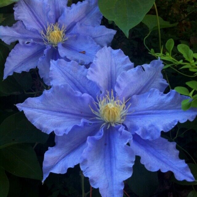 Green River Blue Clematis Seeds - 25 Flower Seed Pack, Perennial Climbing Vine, Dried Clematis Plant Seeds for Fences and Trellises, All Seasons, USDA Zones 4-9