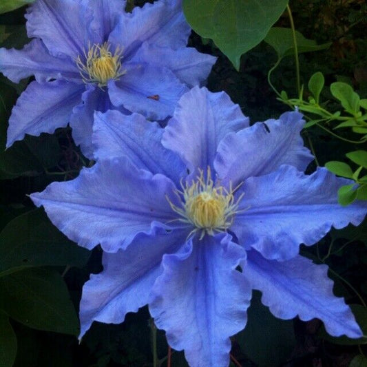 Green River Blue Clematis Seeds - 25 Flower Seed Pack, Perennial Climbing Vine, Dried Clematis Plant Seeds for Fences and Trellises, All Seasons, USDA Zones 4-9