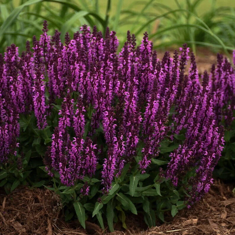 Green River 50 Bumbleberry Salvia Seeds - Vibrant Perennial Flower Seeds for Borders & Pollinator Gardens, Drought-Tolerant, Butterfly Magnet, All Seasons, Bag, Partial Sun