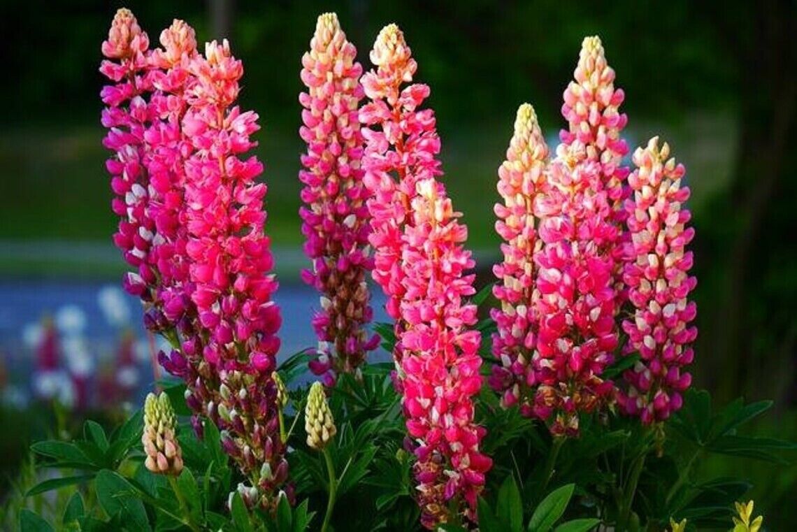 planting lupine seeds spring Green River 25 Pink Purple Orange Lupine Seeds