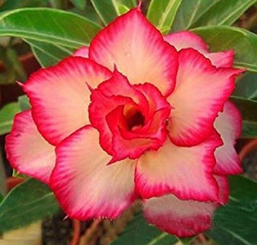 Green River 4 Yellow Red Desert Rose Seeds - Premium Exotic Succulent Flower Seeds for Indoor Pots Bonsai & Tropical Decor Drought-Tolerant, Easy to Grow Unique Trunk, Premium Seed Pack for Collectors