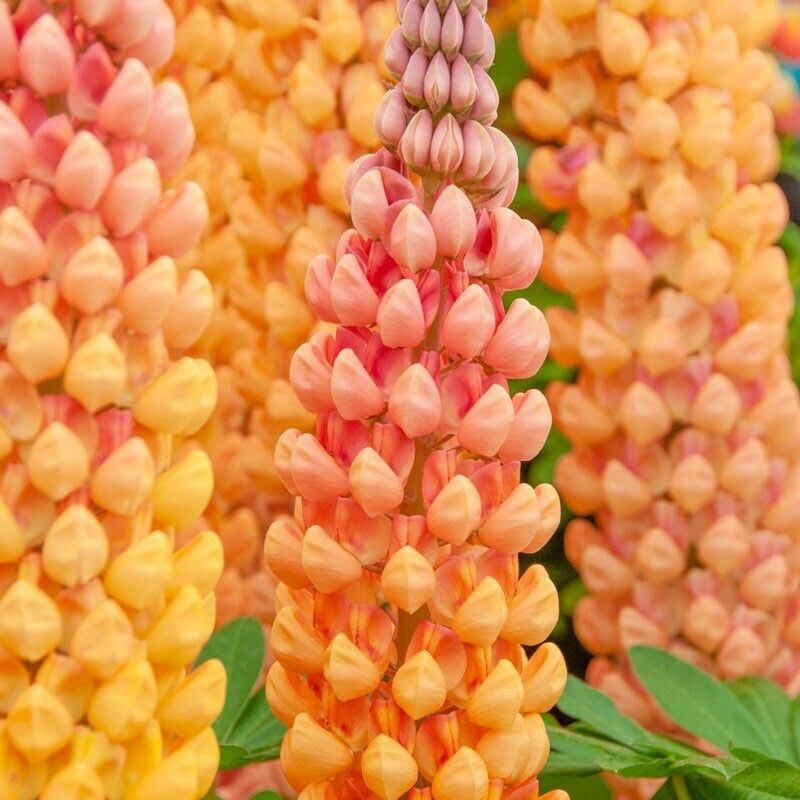 Green River 25 Salmon Star Lupine Seeds - Vibrant Spiky Blooms, Fast Growing Perennials, Premium Seeds, Decor Decoratives Thrives in Cool Climates, Spring Full Sun