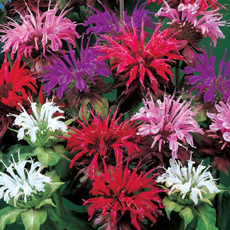 Green River 100 Purple Pink White Bee Balm Seeds Premium Perennial Flower Seeds for Pollinator Gardens & Cut Flowers Drought-Tolerant Deer Resistant Fragrant Purple Blooms Ideal for Outdoor Gardening Containers & Wildlife Habitats