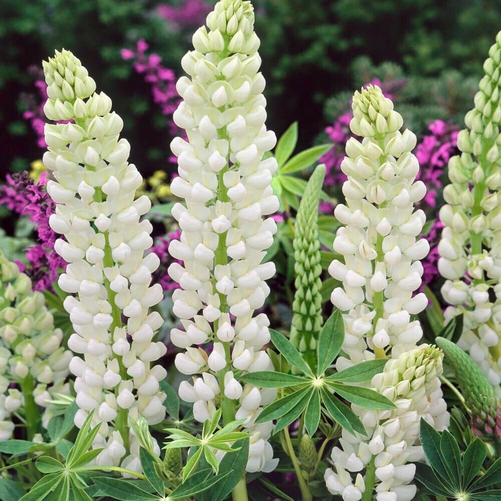 Green River 25 Noble Maiden Lupine Seeds - Vibrant Spiky Blooms, Fast Growing Perennials, Premium Seeds, Decor Decoratives Thrives in Cool Climates, Spring Full Sun