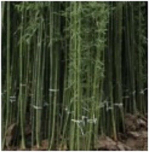 Green River 50 Ju Zhu Bamboo Seeds - Tall Bamboo Plant Seeds for Privacy Screens & Garden Landscaping – Premium Bamboo Seeds for Planting Outdoors or in Pots – Non-Invasive Fast-Growing Lawn Plants – Seeds for Gardening & More