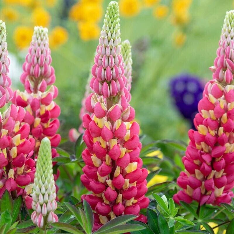 Green River 25 Tequila Flame Lupine Seeds - Vibrant Spiky Blooms, Fast Growing Perennials, Premium Seeds, Decor Decoratives Thrives in Cool Climates, Spring Full Sun