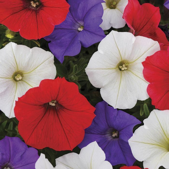 Green River 50 Red White Purple Mix Petunia Seeds - Decor Decoratives for Pots, Premium Seeds for Pots, Hanging Baskets & Flower Beds - Easy to Grow, Vibrant, Cascading Beauty - Full Sun, Spring to Fall Blooms