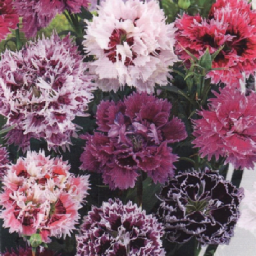 Green River 100 Double Pink Purple Mix Carnation Seeds- Premium Flower Seeds for Planting Borders, Bouquets & Cottage Gardens | Ruffled Fragrant Carnation Flower Seeds | Fancy Carnation Seeds | Perennial Blooms for Pollinator & Cut Flower Gardens