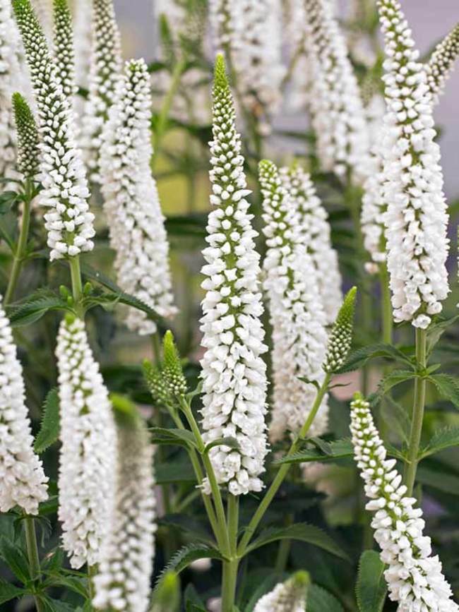 veronica plant seeds 100 White Veronica Seeds Speedwell Royal Candle Flower Perennial Flowe – Green River Seeds