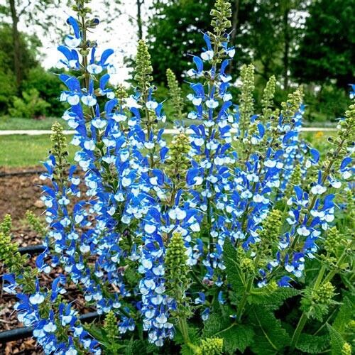 Green River 50 Azure Snow Salvia Seeds - Vibrant Perennial Flower Seeds for Borders & Pollinator Gardens, Drought-Tolerant, Butterfly Magnet, All Seasons, Bag, Partial Sun