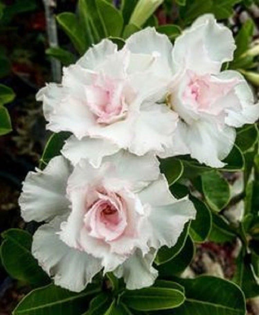 Green River 4 Double White Desert Rose Seeds - Premium Exotic Succulent Flower Seeds for Indoor Pots Bonsai & Tropical Decor Drought-Tolerant, Easy to Grow Unique Trunk, Premium Seed Pack for Collectors