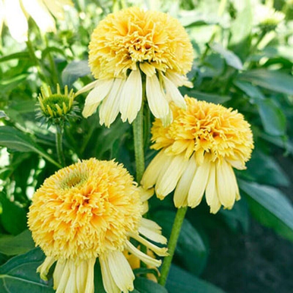 Green River 50 Lemon Drop Coneflower Seeds - Drought-Tolerant Decor Seeds for Pollinator Gardens, Perennial Blooms, Ideal for Summer Conditions