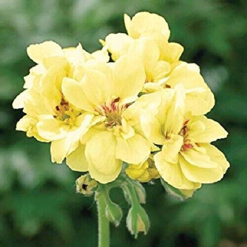 Green River 10 Yellow Geranium Seeds - Decor Decoratives for Garden & Container Gardening & Balcony Decor - Long Blooming, Pollinator Friendly, Compact Growth, All Seasons Use