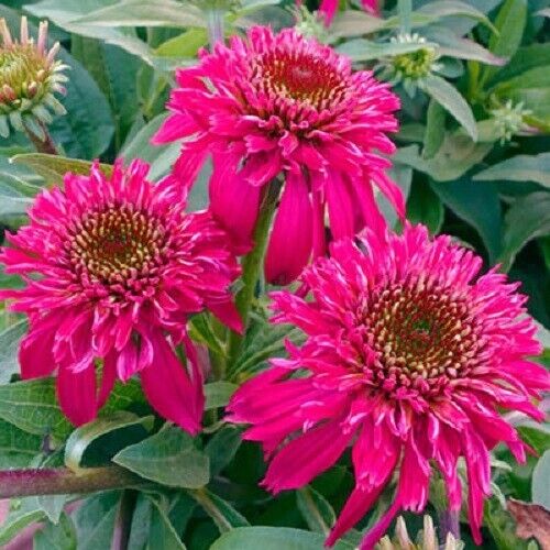 Green River 50 Double Scoop Raspberry Coneflower Seeds - Drought-Tolerant Decor Seeds for Pollinator Gardens, Perennial Blooms, Ideal for Summer Conditions