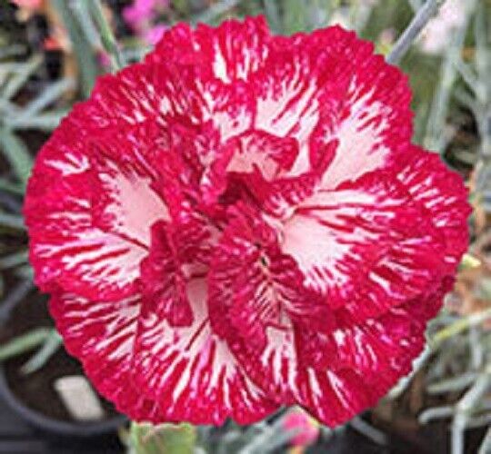 Green River 100 Audrey Robinson Carnation Seeds- Premium Flower Seeds for Planting Borders, Bouquets & Cottage Gardens | Ruffled Fragrant Carnation Flower Seeds | Fancy Carnation Seeds | Perennial Blooms for Pollinator & Cut Flower Gardens