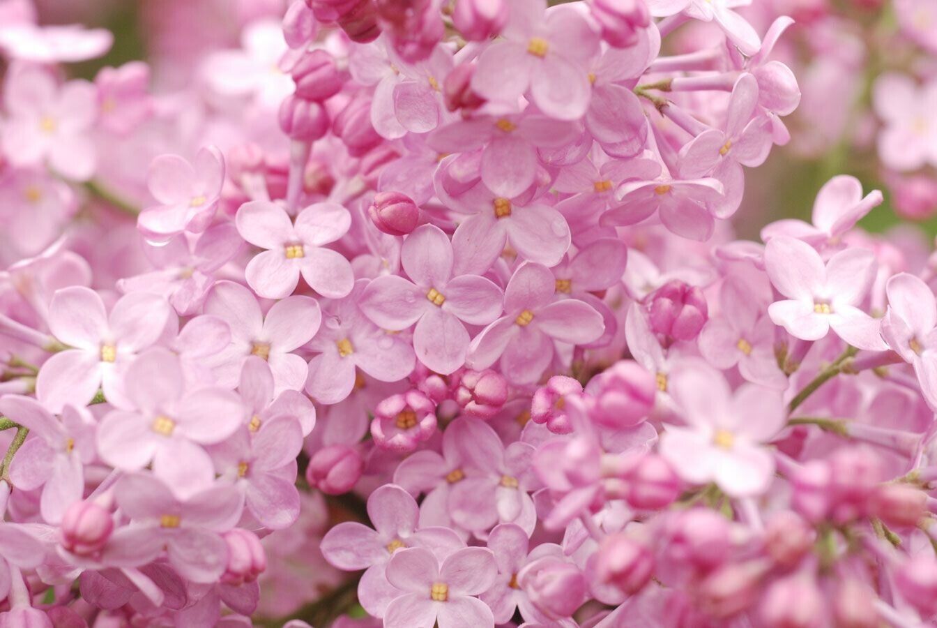 Green River 25 Blush Lilac Seeds - Fragrant Spring Bloomers for Garden & Decor Decoratives - Premium Seeds, Heirloom Variety for Pollinator Gardens