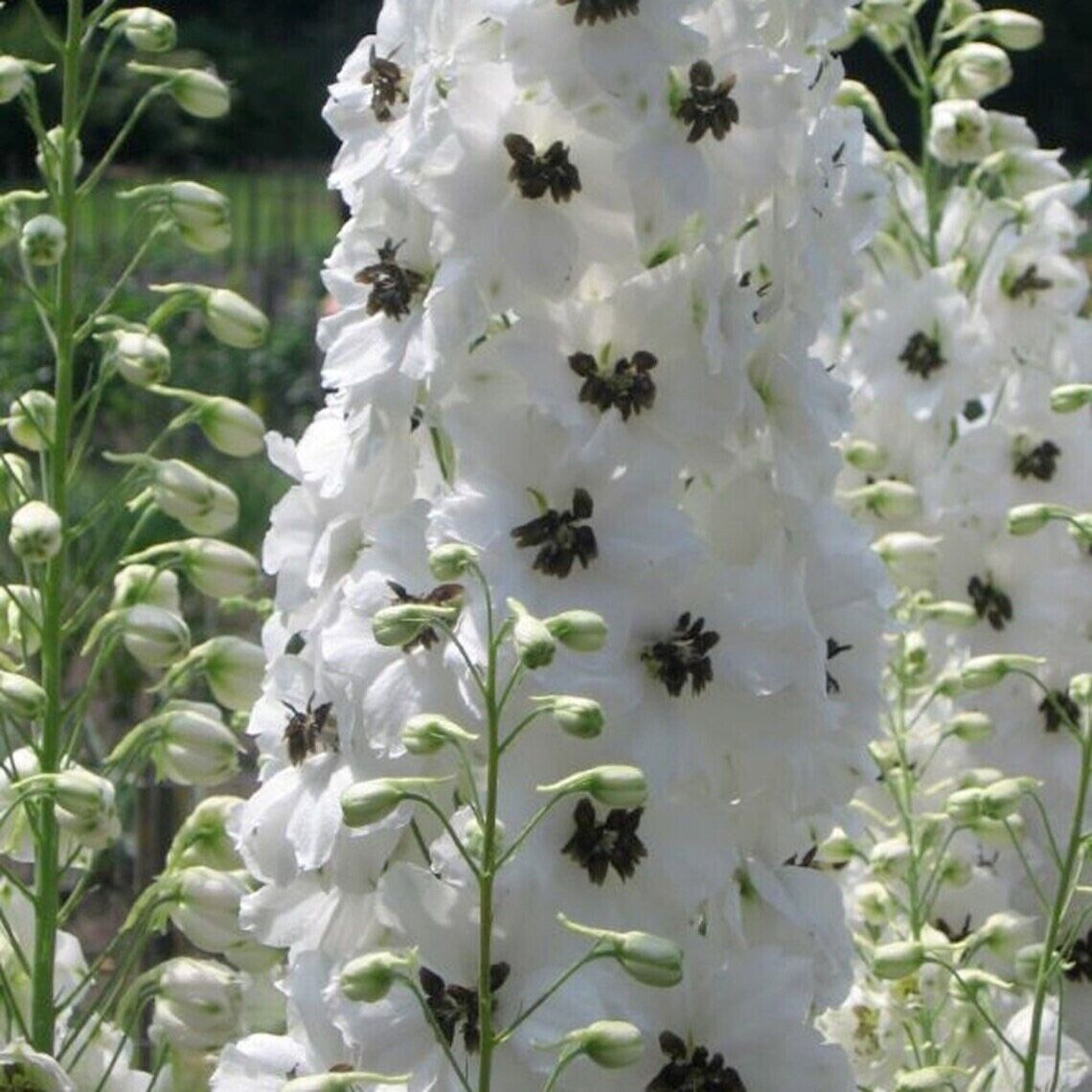 Green River 50 White Dark Bee Delphinium Seeds - Flower Seed Pack, Perennial Delphinium Flower Seeds, Tall Spikes for Borders, Premium Garden Plant Seeds for Planting