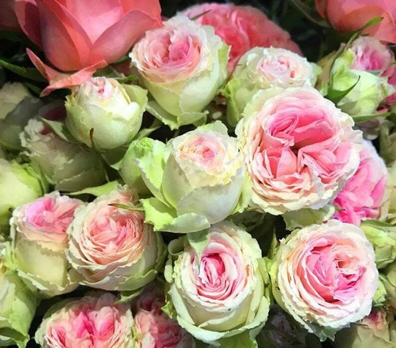 rose seed for sale 10 Pink Green Rose Seeds Flower Bush Perennial Shrub Flowers Seed 1266 – Green River Seeds