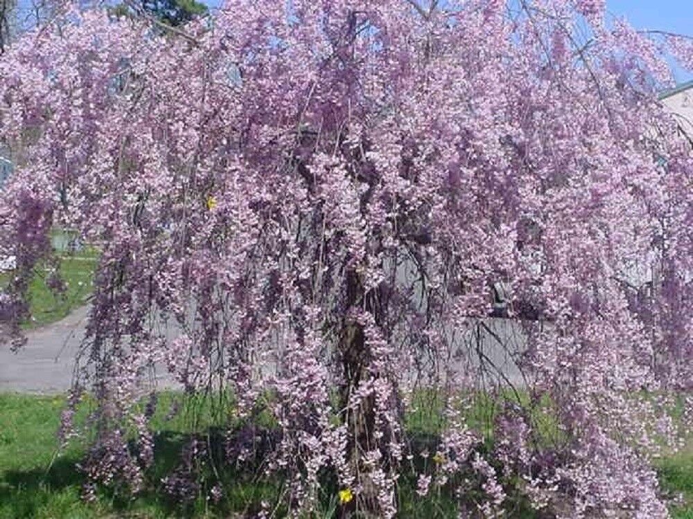 Green River 5 Purple Willow Seeds - Decor Decorative Tree Seeds for Landscapes & Water Features - USDA Zones 4-10 - Spring Planting - Full Sun - 35-50 ft Tall