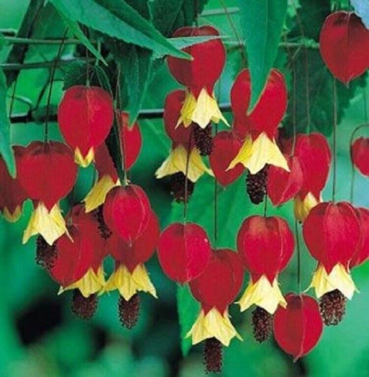 Green River 25 Red Yellow Bleeding Heart Seeds Premium Flower Seeds for Shade Gardens & Containers Climbing Perennial Heart Seed Flowers Butterfly Friendly Low Maintenance