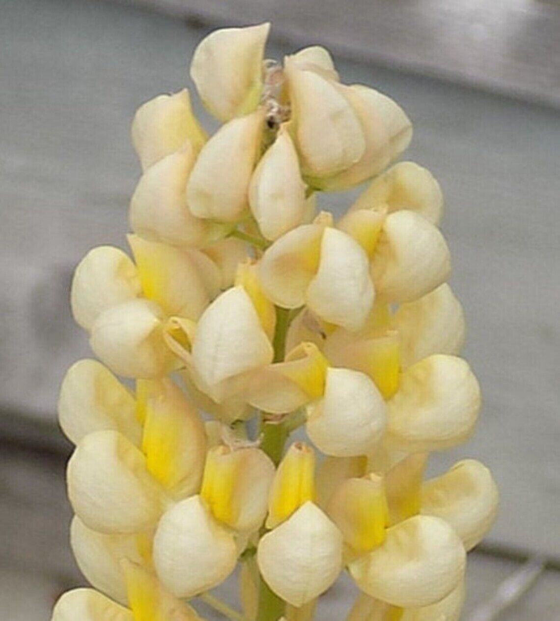 Green River 25 Yellow White Lupine Seeds - Vibrant Spiky Blooms, Fast Growing Perennials, Premium Seeds, Decor Decoratives Thrives in Cool Climates, Spring Full Sun