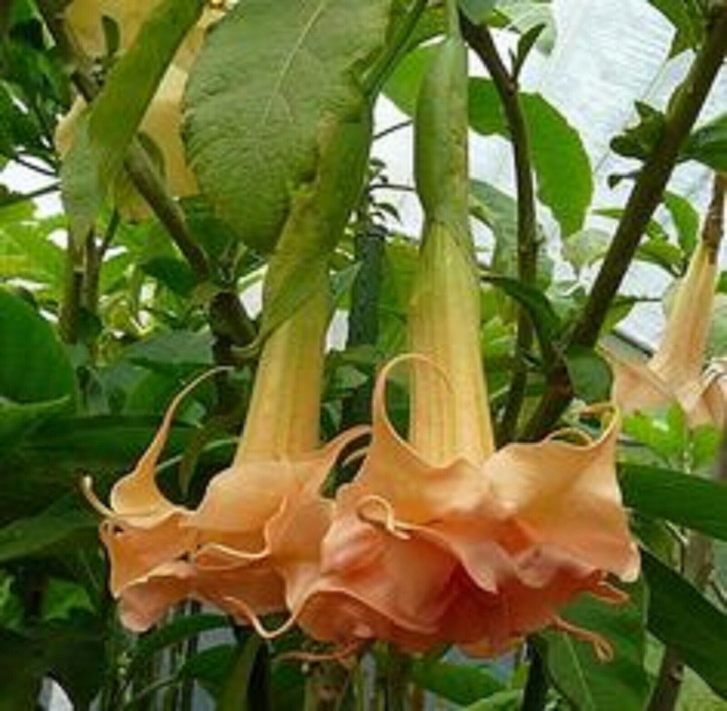 Green River Seeds 10 Angels Honeymoon Rose Angel Trumpet Seeds - Premium Brugmansia Flowers for Pots Patios & Cottage Gardens - Fast Growing Exotic Scented Blooms for Full Sun Zones