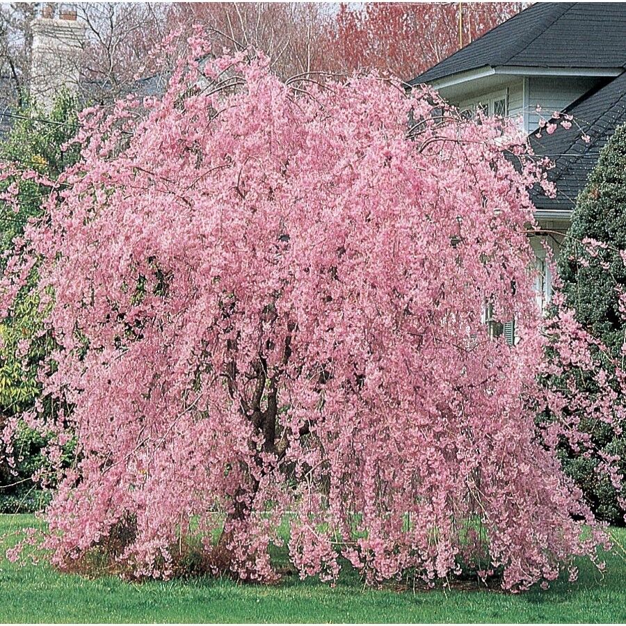 Green River 5 Weeping Pink Cherry Tree Seeds - Fragrant White Blossoms for Early Spring Gardening & Ornamental Landscaping