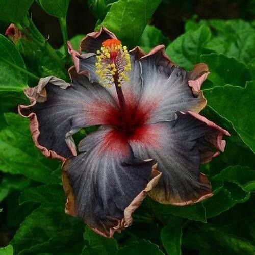 Green River 20 Black Pink Purple Hibiscus Seeds - Premium Perennial Flower Seeds Pack for Tropical & Pollinator Gardens, Hardy Outdoor Seeds for Full Sun & Well-Drained Soil, Vibrant Garden Blooms Attracting Butterflies & Hummingbirds
