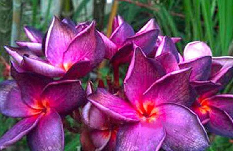 tropical flower seeds for sale Green River 5 Bright Purple Pink Plumeria Seeds