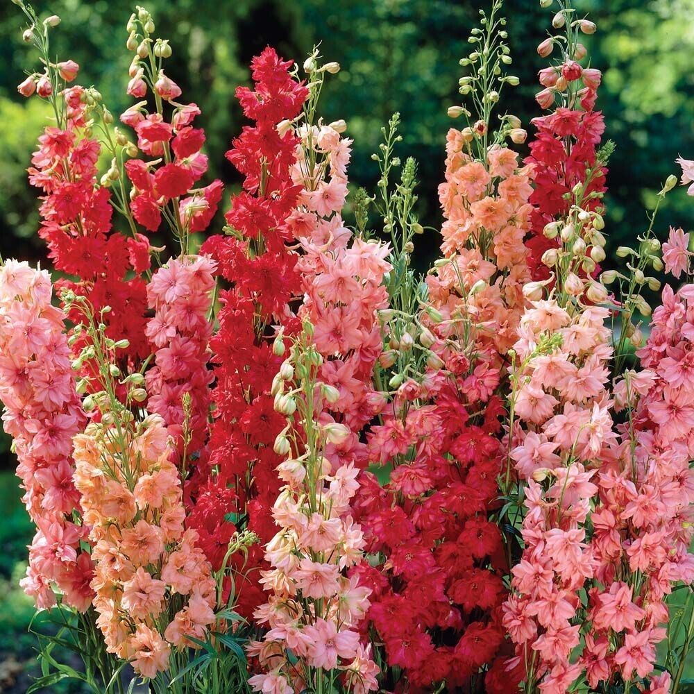 Green River 50 Red Arrow Mix Delphinium Seeds - Flower Seed Pack, Perennial Delphinium Flower Seeds, Tall Spikes for Borders, Premium Garden Plant Seeds for Planting