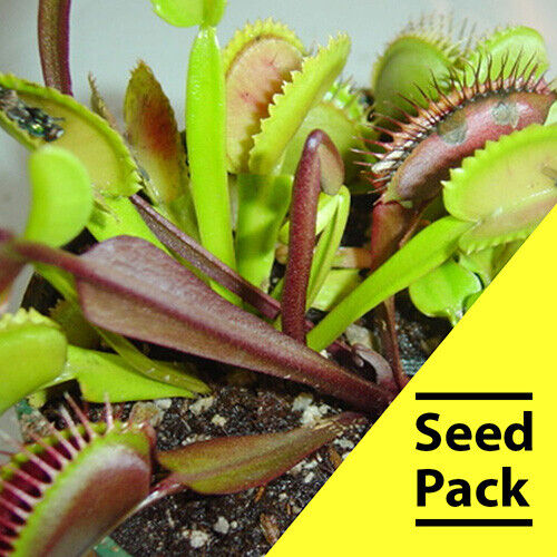 carnivorous plant seeds 15 Venus Flytrap Carnivorous Plant Seeds CP-1 – Green River Seeds