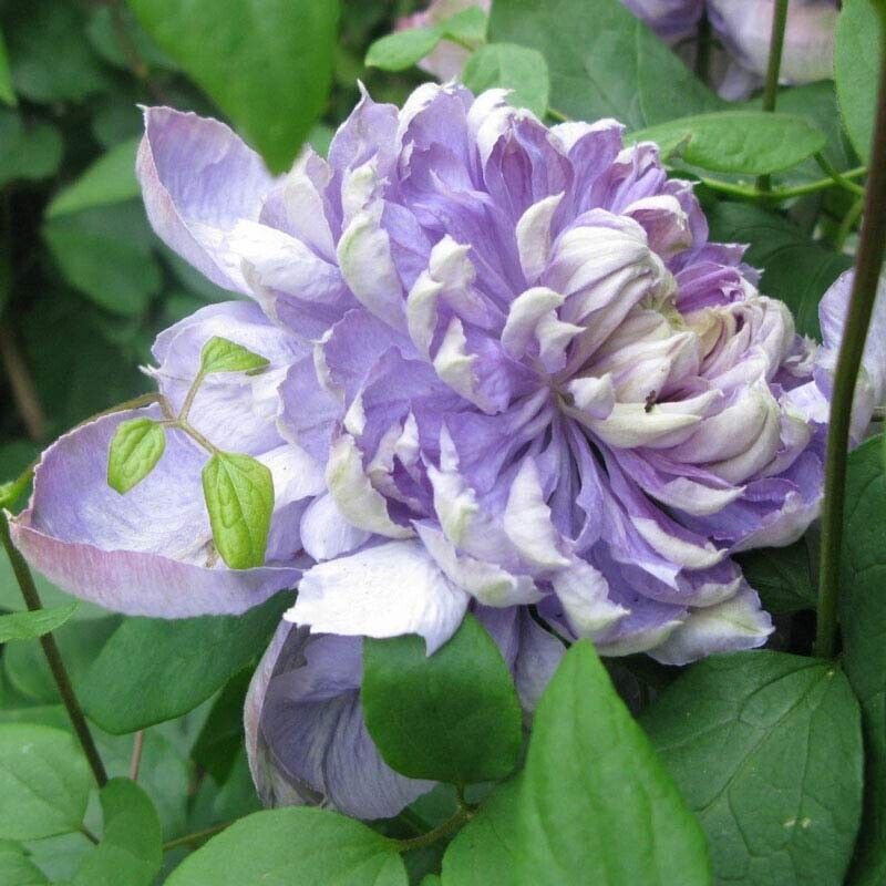 Green River Blue Lights Pink Clematis Seeds - 25 Flower Seed Pack, Perennial Climbing Vine, Dried Clematis Plant Seeds for Fences and Trellises, All Seasons, USDA Zones 4-9