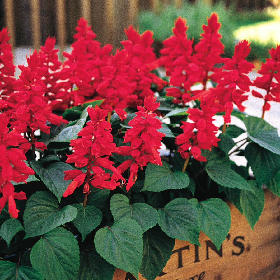 Green River 50 Red Salvia Seeds - Vibrant Perennial Flower Seeds for Borders & Pollinator Gardens, Drought-Tolerant, Butterfly Magnet, All Seasons, Bag, Partial Sun