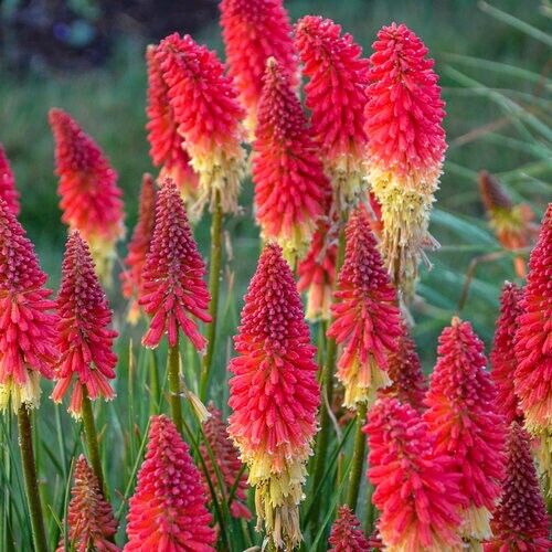 Green River 25 Rocket Red Hot Poker Torch Lily Flower Seeds- Premium Perennial Flower Seeds for Pollinator Gardens, Borders & Full Sun, Torch Lily Seeds for Planting, Heat-Tolerant, Vibrant Spikes for Cottage Garden Color