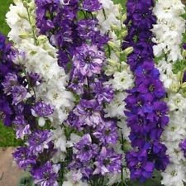 Green River 50 Connecticut Yankee Delphinium Seeds - Flower Seed Pack, Perennial Delphinium Flower Seeds, Tall Spikes for Borders, Premium Garden Plant Seeds for Planting