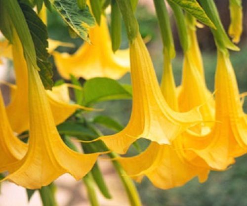 Green River Seeds 10 Yellow Angel Trumpet Seeds - Premium Brugmansia Flowers for Pots Patios & Cottage Gardens - Fast Growing Exotic Scented Blooms for Full Sun Zones