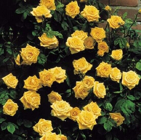 10 Climbing Yellow Rose Seeds Flower Bush Perennial Bloom Shrub Flower ...