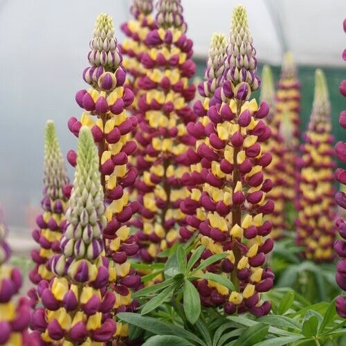 Green River 25 Manhattan Lights Lupine Seeds - Vibrant Spiky Blooms, Fast Growing Perennials, Premium Seeds, Decor Decoratives Thrives in Cool Climates, Spring Full Sun