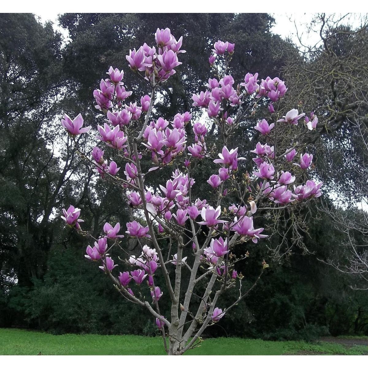 magnolia tree seeds planting Green River 5 Purple Magnolia Seeds
