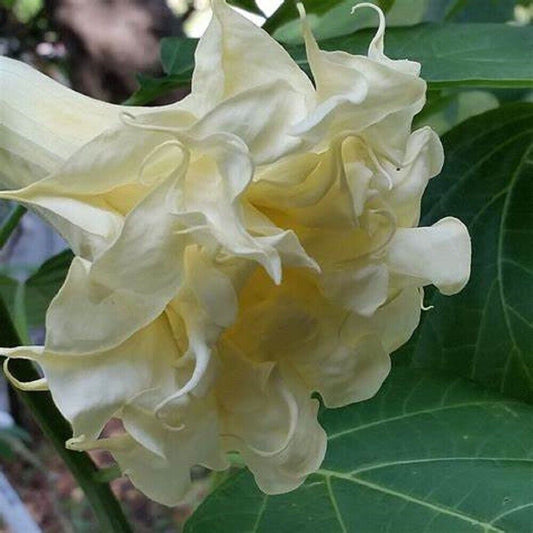 Green River Seeds 10 Triple Cream Angel Trumpet Seeds - Premium Brugmansia Flowers for Pots Patios & Cottage Gardens - Fast Growing Exotic Scented Blooms for Full Sun Zones
